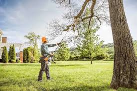 How Our Tree Care Process Works  in  Jackpot, NV